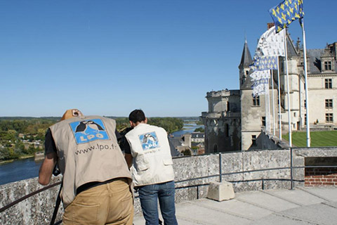 Le château royal d’Amboise labellisé « Refuge LPO »