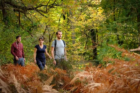 Forêt de Loches