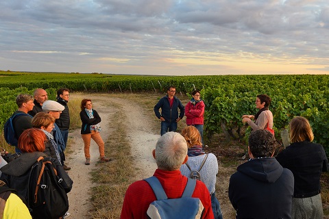 Veille : réalité virtuelle dans le vignoble